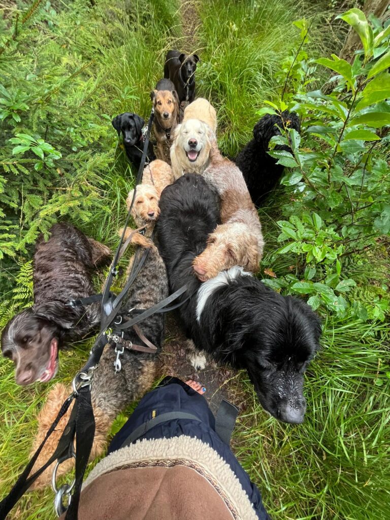 Groep honden aan de lijn