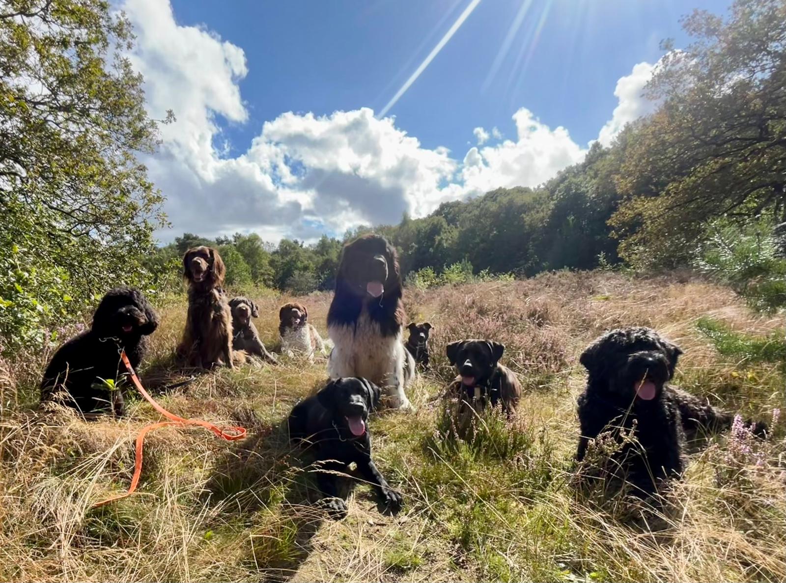 Groep honden in de natuur