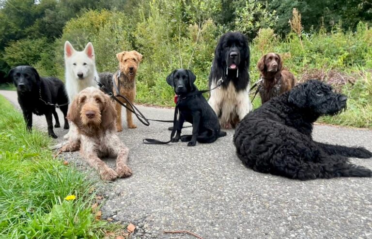 Groep honden op straat