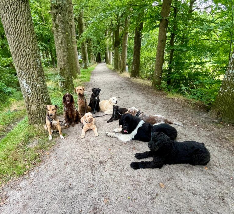 Groep honden in het bos