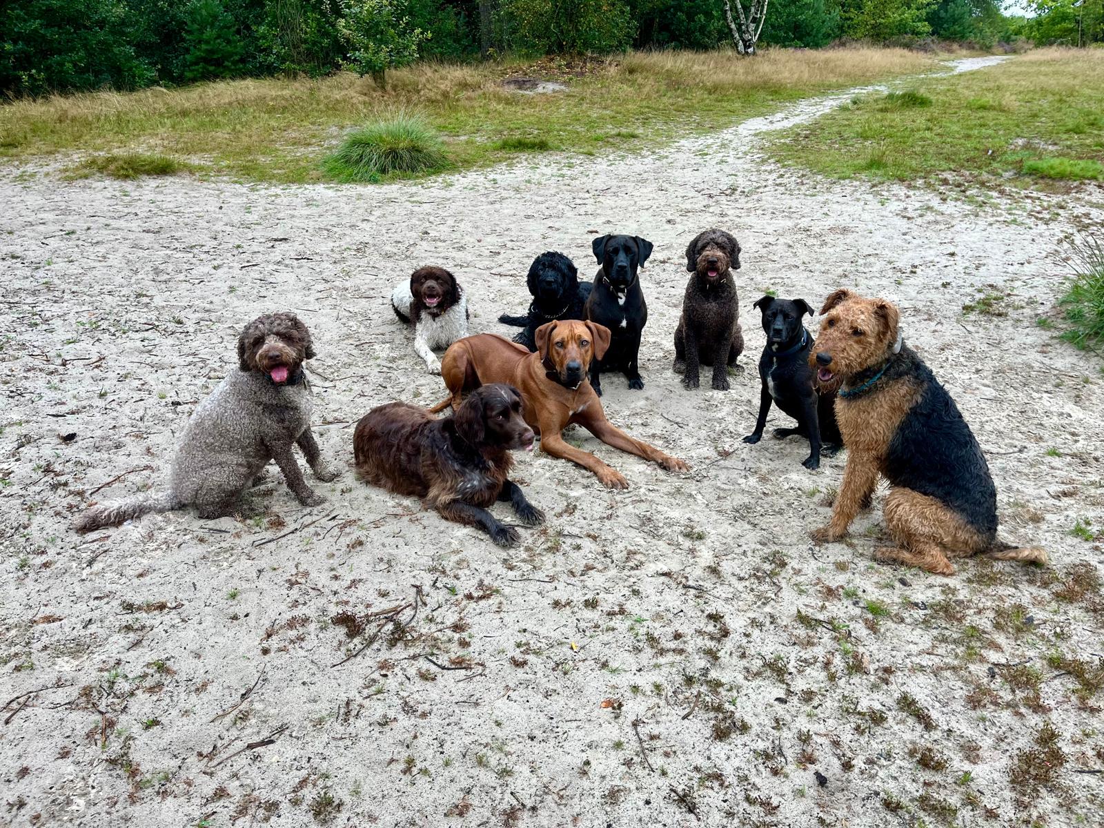Groep honden op het zand