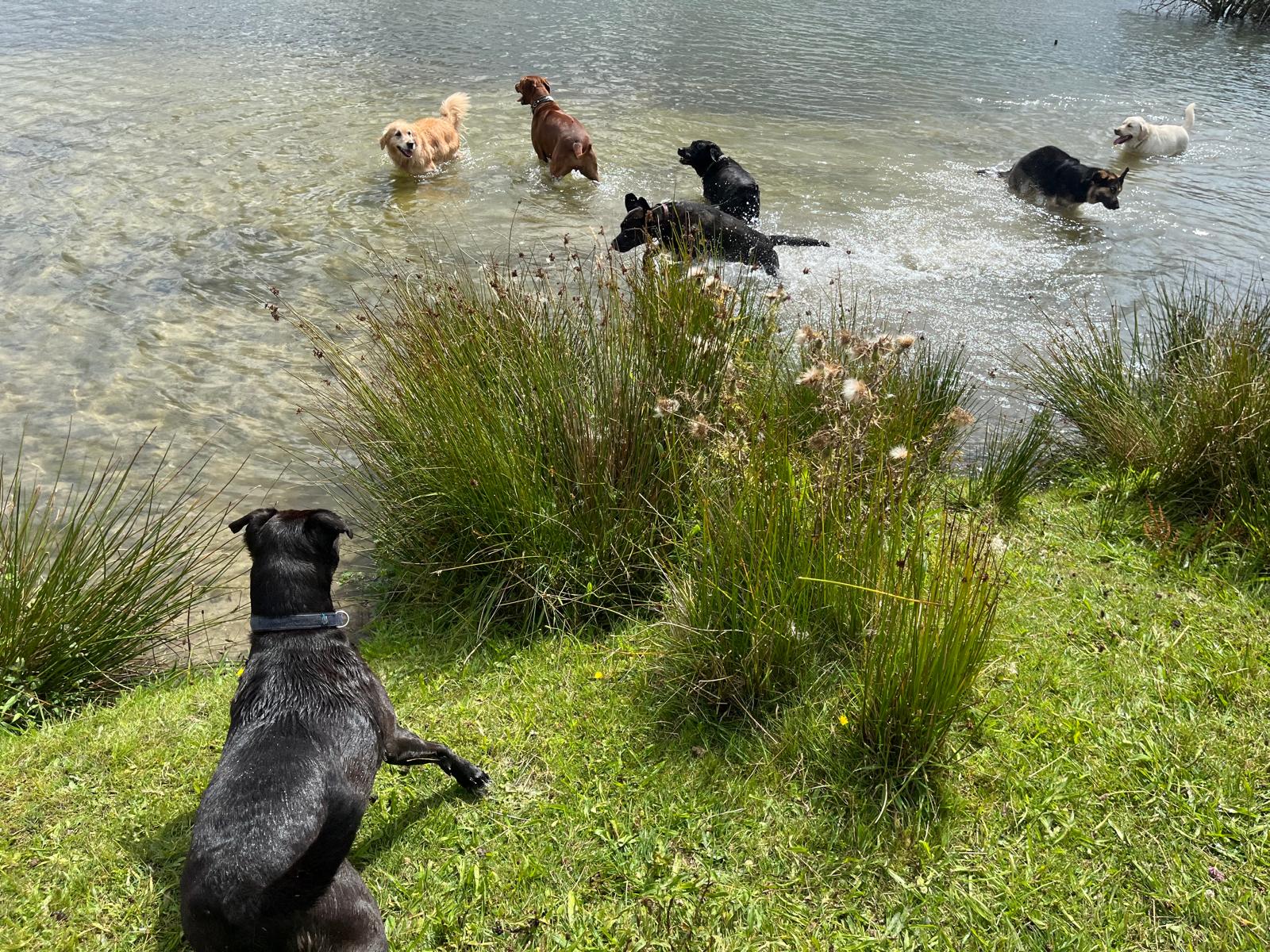 Honden aan het spelen