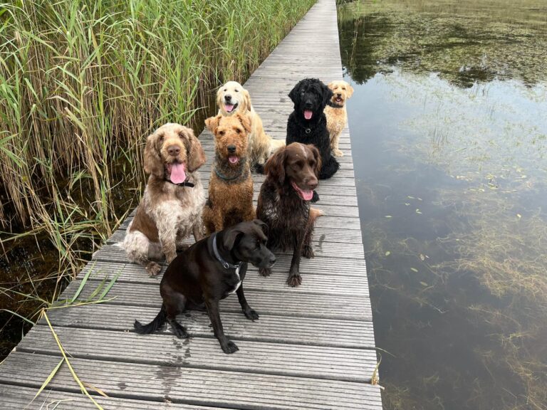 Groep honden op een brug over het water