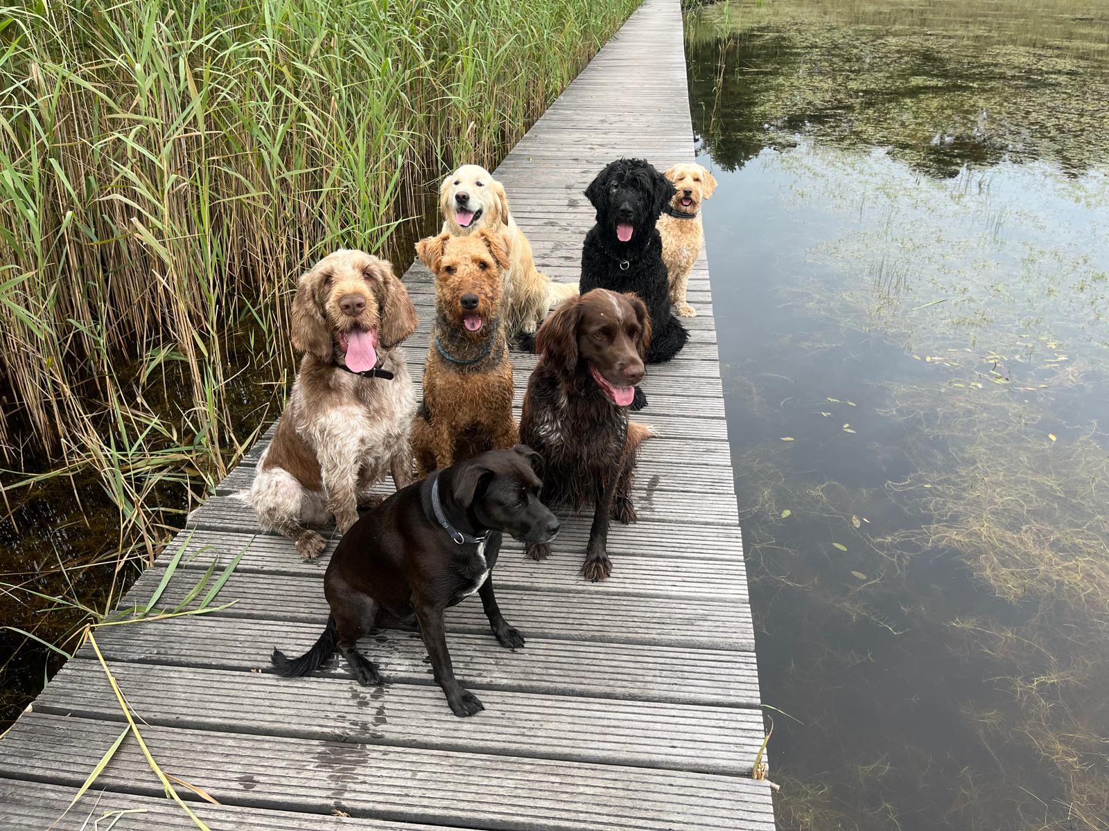 Groep honden op een brug over het water