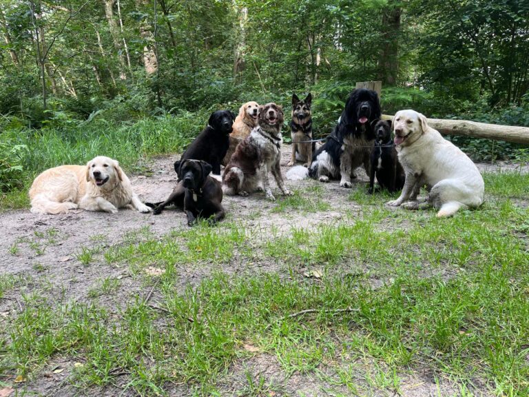 Groep honden in het bos