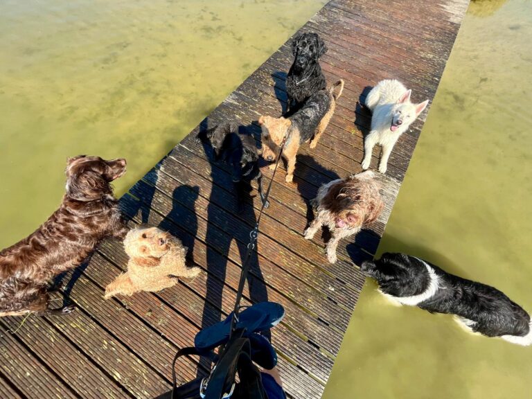 Groep honden op een brug over het water