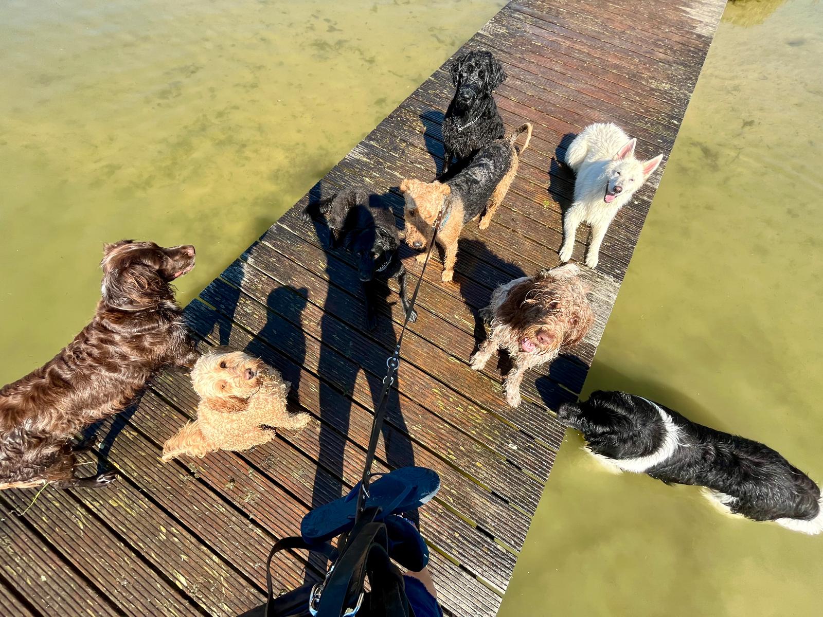 Groep honden op een brug over het water