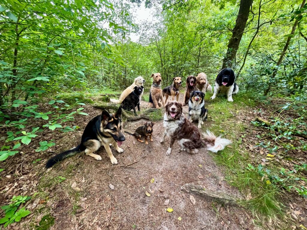 Groep honden in het bos uitlaten