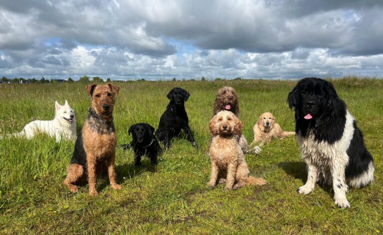 Groep honden los in een weiland