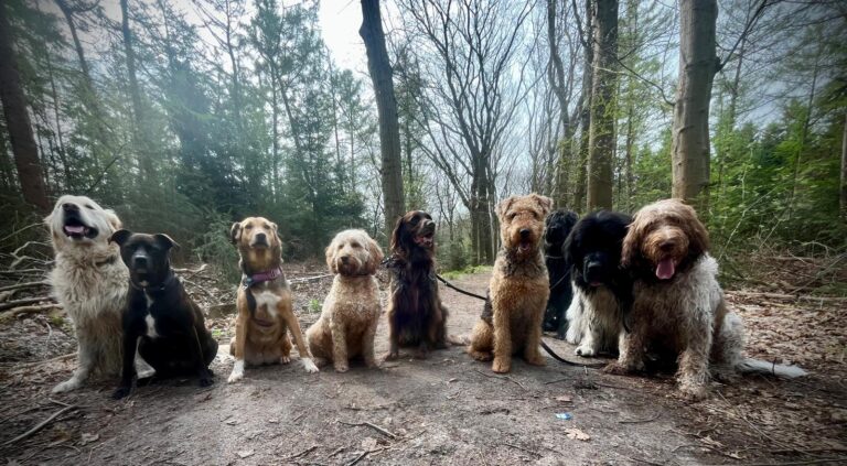 Groep honden in het bos