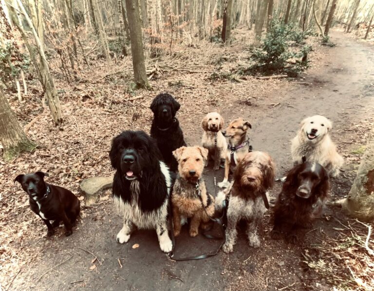 Groep honden in het bos