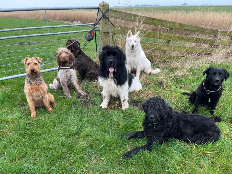 Groep honden in een weiland