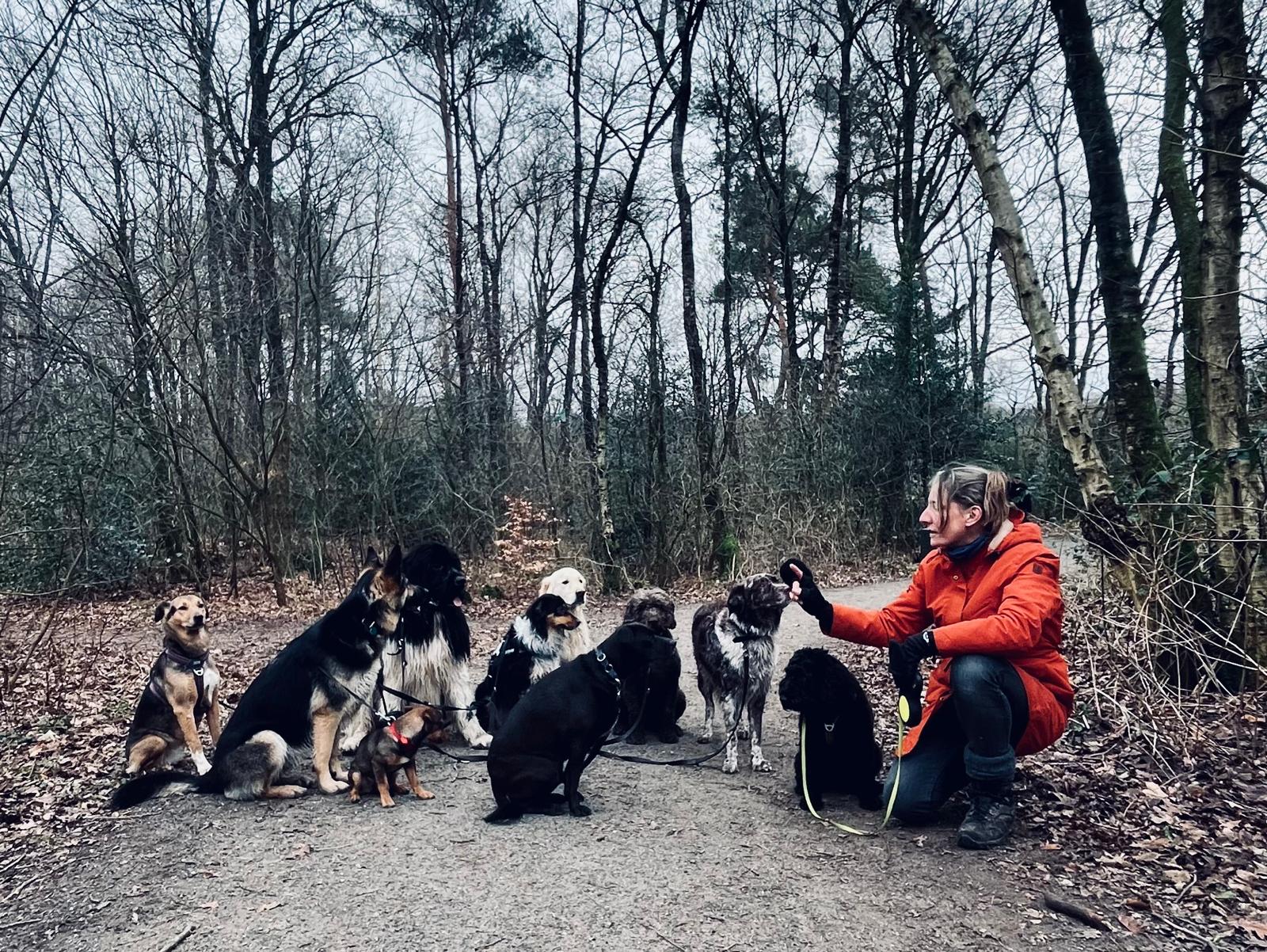 Cosima en een groep honden