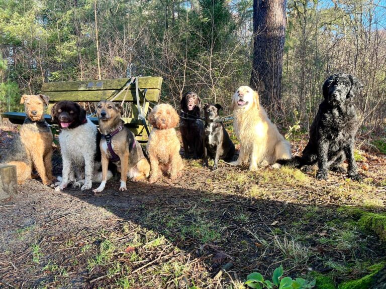 Groep honden in het bos