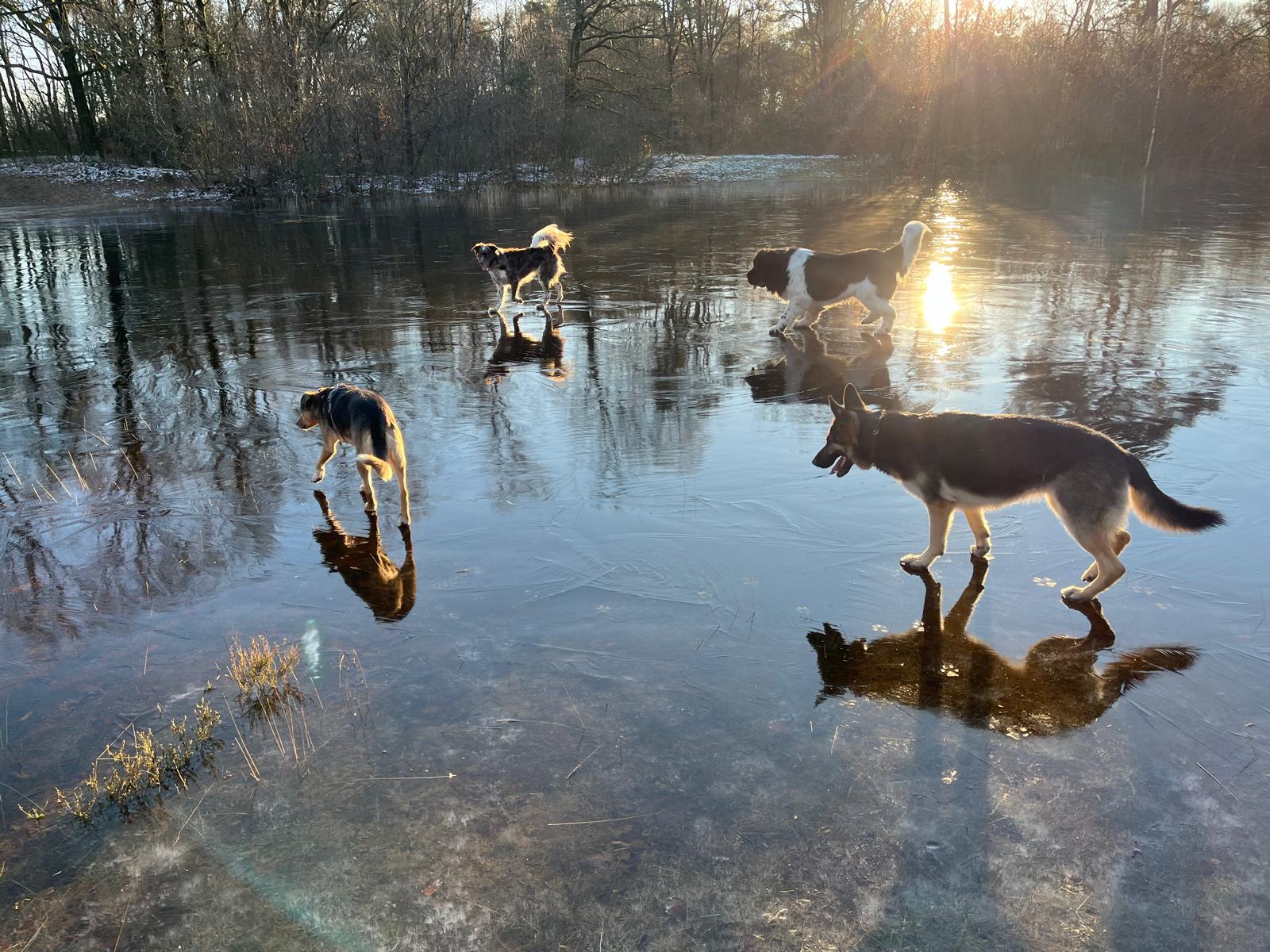Groep honden op het ijs