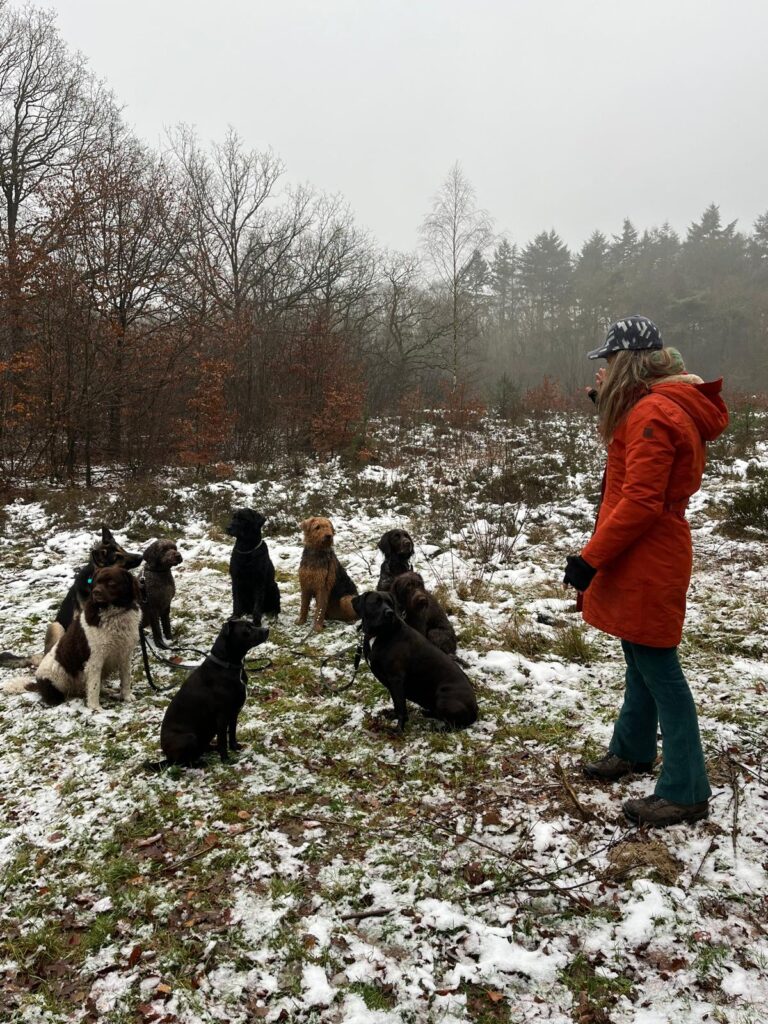 Cosima en een groep honden
